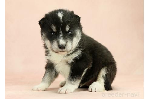 成約済の茨城県のミックス犬-374508の4枚目