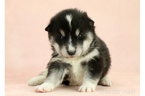 成約済の茨城県のミックス犬-374508の3枚目