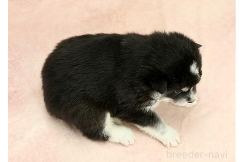成約済の茨城県のミックス犬-374508の2枚目