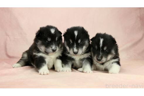 成約済の茨城県のミックス犬-374508の1枚目