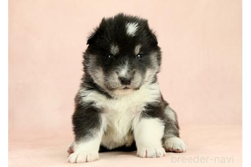 成約済の茨城県のミックス犬-374511の5枚目