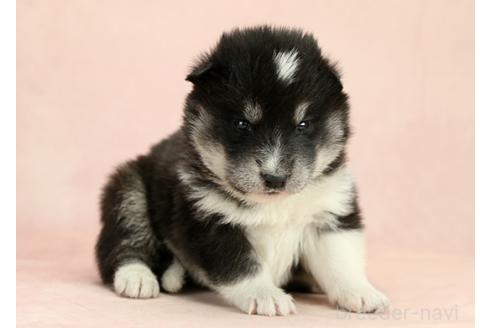 成約済の茨城県のミックス犬-374511の4枚目