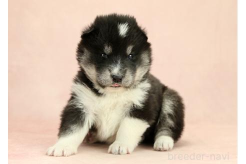 成約済の茨城県のミックス犬-374511の3枚目