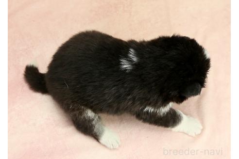 成約済の茨城県のミックス犬-374511の2枚目