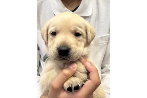 成約済の岡山県のラブラドールレトリーバー-374519の5枚目