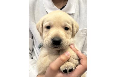 成約済の岡山県のラブラドールレトリーバー-374519の4枚目