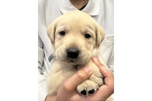 成約済の岡山県のラブラドールレトリーバー-374519の3枚目