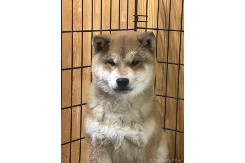販売中の岡山県の柴犬-374525の1枚目