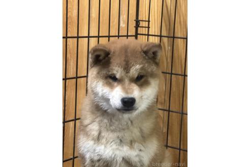 販売中の岡山県の柴犬-374525の4枚目