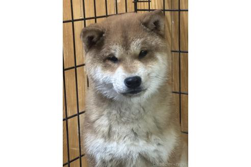 販売中の岡山県の柴犬-374525の3枚目