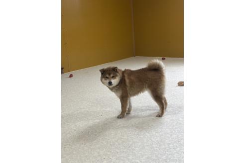 販売中の岡山県の柴犬-374525の2枚目
