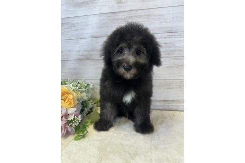 販売中の岡山県のトイプードル-374530の12枚目