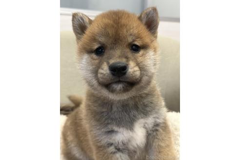 販売中の岡山県の柴犬-374532の6枚目