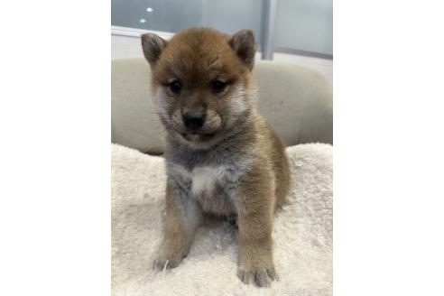 販売中の岡山県の柴犬-374532の5枚目