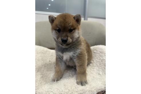 販売中の岡山県の柴犬-374532の4枚目