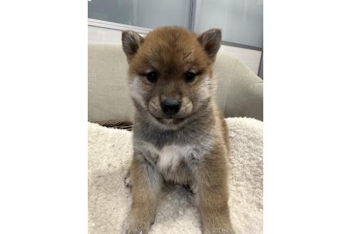 販売中の岡山県の柴犬-374532の3枚目