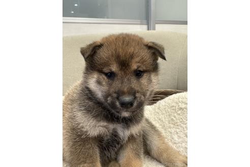 成約済の岡山県の柴犬-374533の4枚目