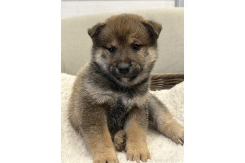成約済の岡山県の柴犬-374533の3枚目