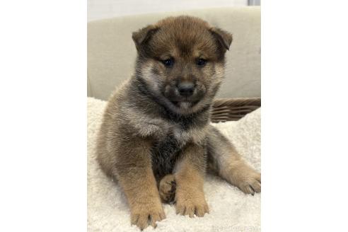 成約済の岡山県の柴犬-374533の2枚目