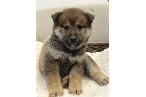 成約済の岡山県の柴犬-374533の1枚目