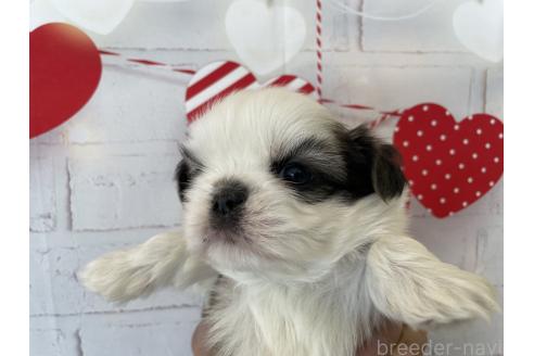 成約済の北海道のシーズー-371887の6枚目