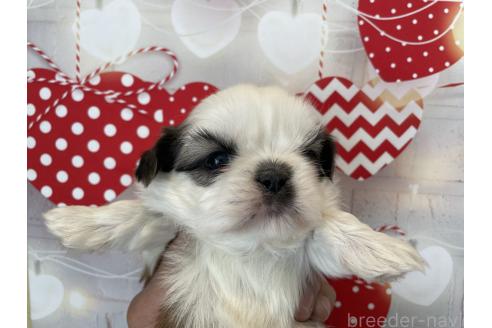 成約済の北海道のシーズー-371887の5枚目