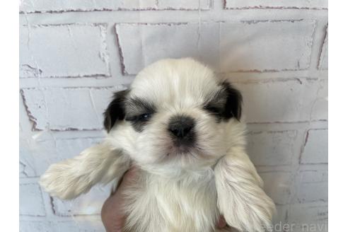 成約済の北海道のシーズー-371887の4枚目