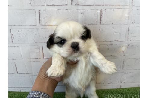 成約済の北海道のシーズー-371887の3枚目