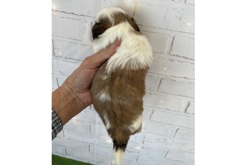 成約済の北海道のシーズー-371887の2枚目