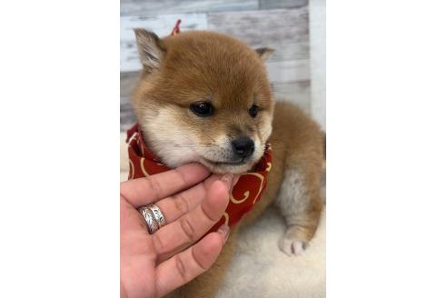 【SALE／37%OFF】 茨城県の豆柴｜女の子・2025/01/26生まれ・赤色（子犬ID：374549 週刊誌