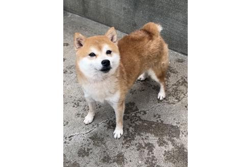 マックくん1枚目