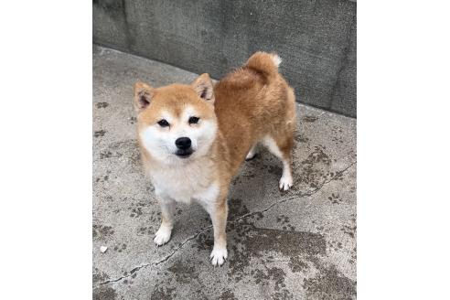 マックくん1枚目