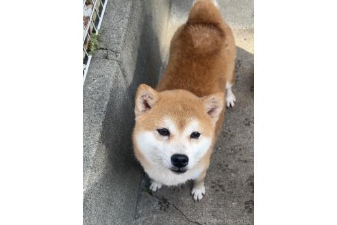 マックくん1枚目