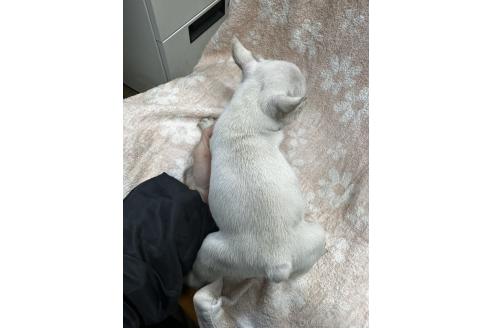 成約済の千葉県のフレンチブルドッグ-374559の2枚目