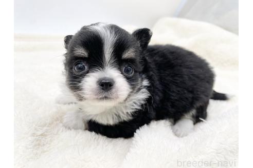 成約済の愛知県のチワワ(ロングコート)-372286の1枚目