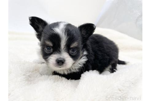 成約済の愛知県のチワワ(ロングコート)-372286の6枚目