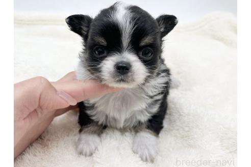 成約済の愛知県のチワワ(ロングコート)-372286の5枚目