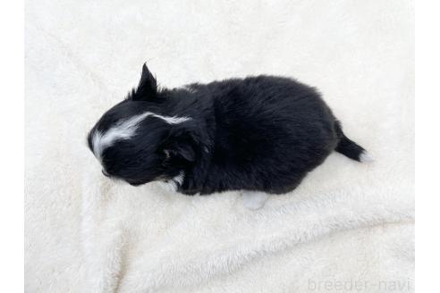 成約済の愛知県のチワワ(ロングコート)-372286の4枚目