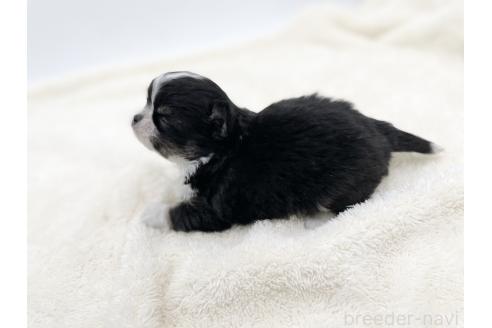 成約済の愛知県のチワワ(ロングコート)-372286の3枚目