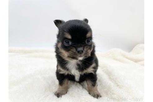 成約済の愛知県のチワワ(ロングコート)-372297の6枚目