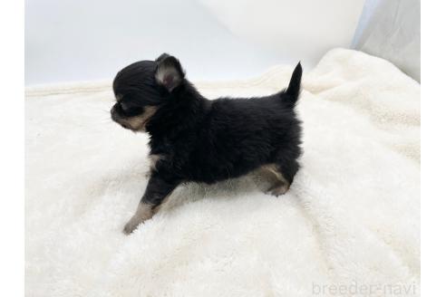 成約済の愛知県のチワワ(ロングコート)-372297の5枚目