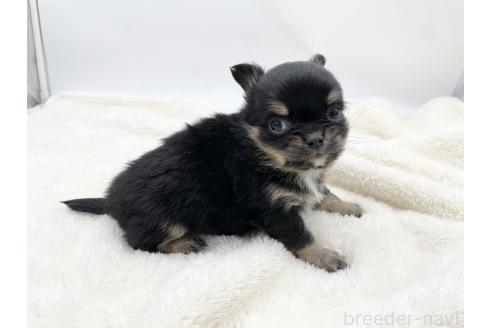 成約済の愛知県のチワワ(ロングコート)-372297の4枚目