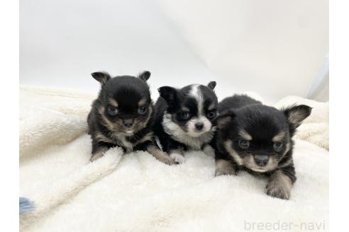 成約済の愛知県のチワワ(ロングコート)-372297の2枚目