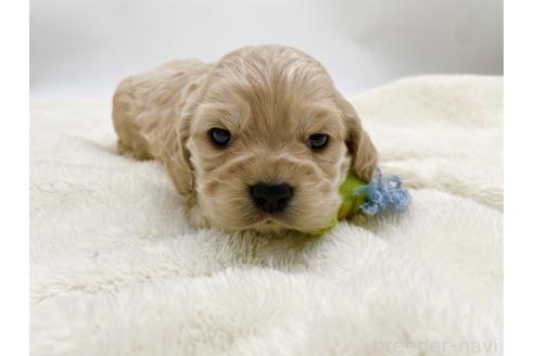 成約済の愛知県のアメリカンコッカースパニエル-374564の16枚目