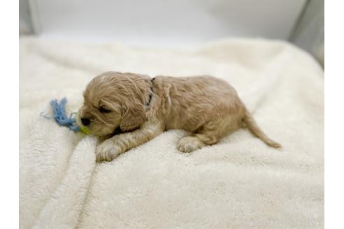 成約済の愛知県のアメリカンコッカースパニエル-374564の15枚目