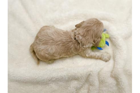 成約済の愛知県のアメリカンコッカースパニエル-374564の14枚目