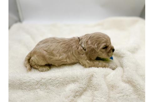 成約済の愛知県のアメリカンコッカースパニエル-374564の12枚目