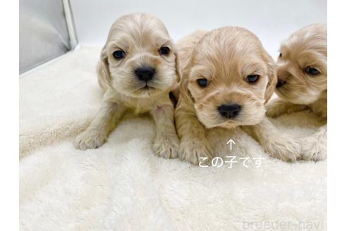 成約済の愛知県のアメリカンコッカースパニエル-374564の11枚目