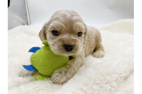 成約済の愛知県のアメリカンコッカースパニエル-374566の16枚目