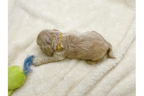 成約済の愛知県のアメリカンコッカースパニエル-374566の15枚目